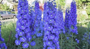 Jak připravit delphinium na zimu, kdy a zda oříznout, jak zakrýt a konzervovat